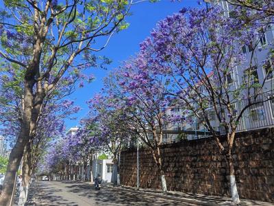 5·19 游玉溪丨来玉溪欣赏专属于这一季的蓝花楹美景