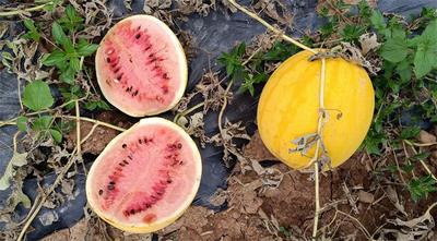 墨江县文武镇三月桃、黄皮西瓜上市啦，快来尝尝这诱人的香甜吧！