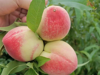 墨江那哈鲜桃挂枝头，纵享夏日甜蜜！