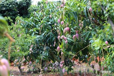 节庆玉溪丨到元江过芒果节，这些景点不容错过！