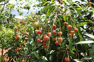 节庆玉溪丨相约元江芒果节，纵享夏日果缤纷