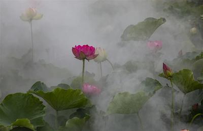 听云南 | 曲靖麒麟水乡 一幅夏日旖旎画卷徐徐展开