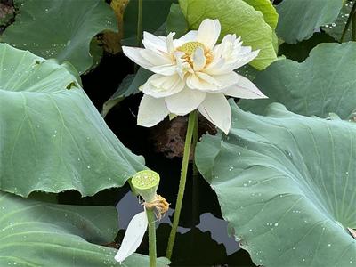 有一种叫云南的生活·体验丨坐着高铁看文山，共赴向往的山水田园生活