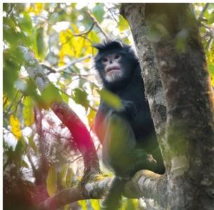 有一种生活叫云南的怒江丨怒江金丝猴的告白