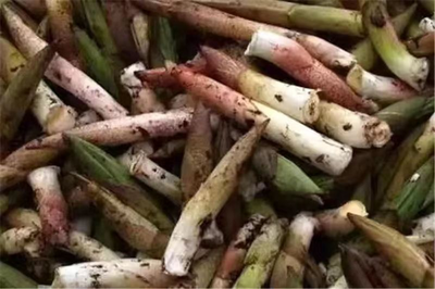 听云南 | 怒江竹叶菜 野菜界最高冷的“仔”