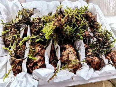 始于而不止于松茸 第二届香格里拉松茸论坛将于7月2日举办