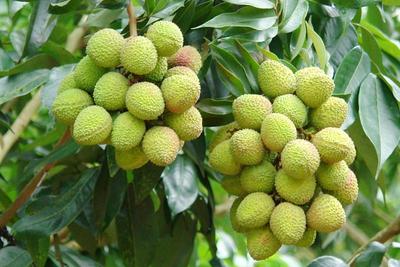 如何玩转屏边首届“味道屏边”美食文化节？