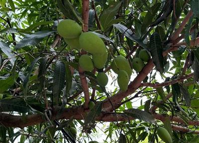 吃得“烧嘴巴”！炎炎夏日就想尝尝这一味酸辣