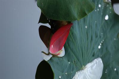 行摄云南 | 一组腾冲荷花倒影，带你感受云南夏之美！