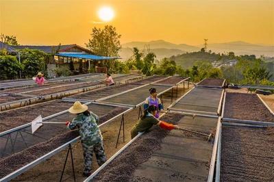 有一种叫云南的生活丨体验一次“熊猫咖咖”普洱咖啡庄园醉美之旅