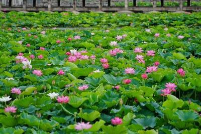 这个端午，来红河不可错过的风景