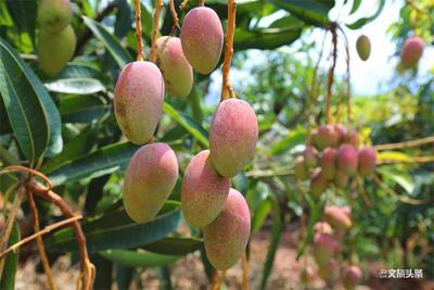 节庆玉溪丨相约元江芒果节，纵享夏日果缤纷