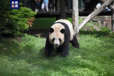 旅法大熊猫“圆梦”离开博瓦勒动物园 即将返回中国