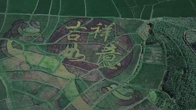 五彩稻田画已绘就，轿子雪山特色小镇期待和您相约“诗和远方”