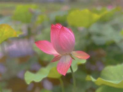 多彩暑期，“趣”游普洱丨深夏，到普洱赏荷花“克”！