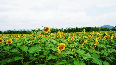 多彩暑期 乐游玉溪｜江川星云湖畔向日葵花开灿烂