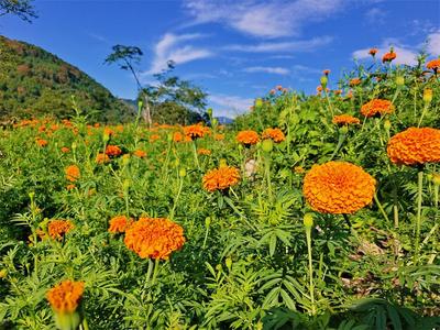 墨江千亩万寿菊“金”艳绽放，正是赏花观景好时节！