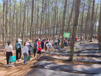 临沧林下经济旅游化，助推乡村旅游发展