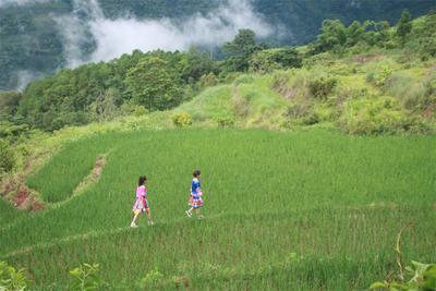 又是一款“夏日限定”！墨江这片治愈系稻田氛围感十足