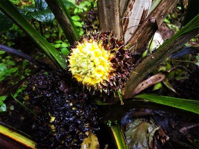 神奇植物在哪里？镇沅“猴子背巾”还能当水果！