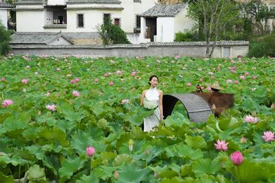 盛夏，邂逅建水清风荷韵