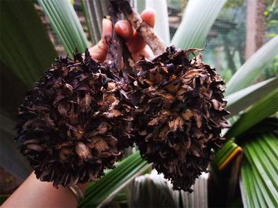 神奇植物在哪里？镇沅“猴子背巾”还能当水果！