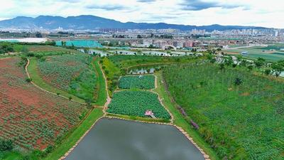 多彩暑期 乐游玉溪丨盛夏七月，“荷”你相遇！