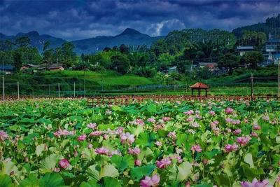 多彩暑期，“趣”游普洱丨深夏，到普洱赏荷花“克”！