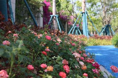 推窗见绿，出门进园！“口袋公园”扮靓多彩茶城