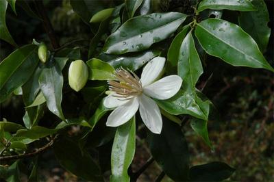 有一种生活叫云南的怒江丨和高黎贡山植物的“对话”