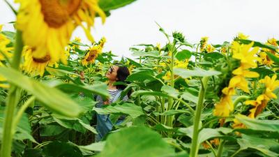 多彩暑期 乐游玉溪｜江川星云湖畔向日葵花开灿烂