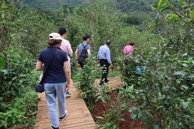 出发！去临沧解锁避暑茶山游