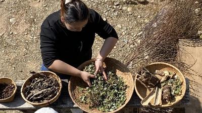 乐享云南｜非遗·孟连傣医药