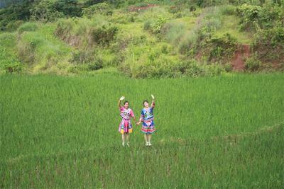 又是一款“夏日限定”！墨江这片治愈系稻田氛围感十足
