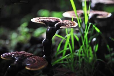 【世界菌乡 你我共享】中国·南华第二十届野生菌美食文化节昆明推介会