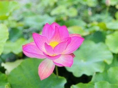 多彩暑期，“趣”游普洱丨深夏，到普洱赏荷花“克”！