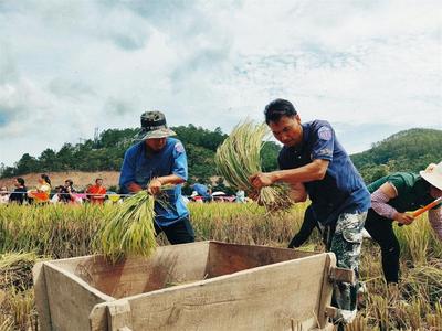 首届傣香米丰收节鱼米飘香，思茅云仙农旅融合焕发生机！
