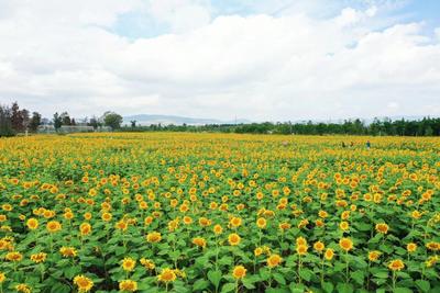多彩暑期 乐游玉溪｜江川星云湖畔向日葵花开灿烂