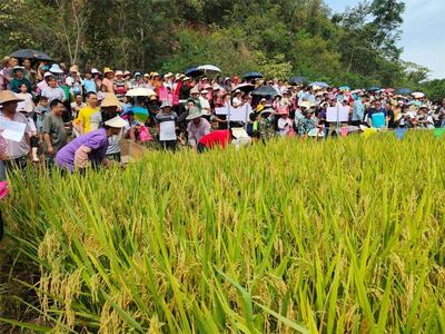 首届傣香米丰收节鱼米飘香，思茅云仙农旅融合焕发生机！