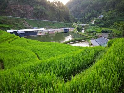 多彩暑期，“趣”游普洱丨来镇沅听风赏景，看稻浪翻滚
