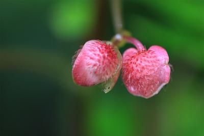 惊艳！云南首次拍到新物种“龙陵秋海棠”开花珍贵视频
