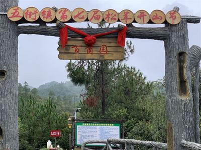 南华举行松茸采摘开山仪式，第一朵松茸“出山”  