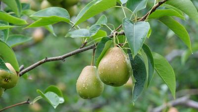 去红河做生活家｜秋日水果上新，红河超甜~