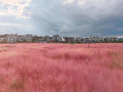 休闲玉溪 纯净之地丨江川粉黛乱子草带你进入秋日粉色梦境