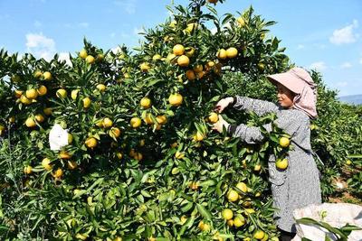 第二十一届中国·华宁柑桔旅游文化节将于8月18日至20日举行