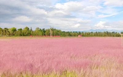 休闲玉溪 纯净之地丨江川粉黛乱子草带你进入秋日粉色梦境