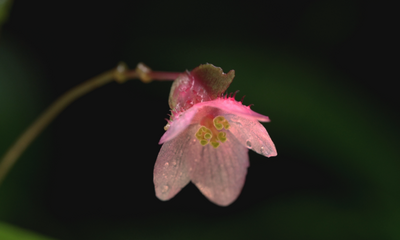 惊艳！云南首次拍到新物种“龙陵秋海棠”开花珍贵视频