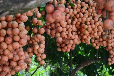 多彩暑期，“趣”游普洱丨江城三丫果节即将启幕，快来边境小城赏果、采果、吃果啦！