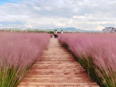 休闲玉溪 纯净之地丨江川粉黛乱子草带你进入秋日粉色梦境