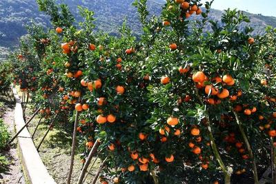 第二十一届中国·华宁柑桔旅游文化节将于8月18日至20日举行